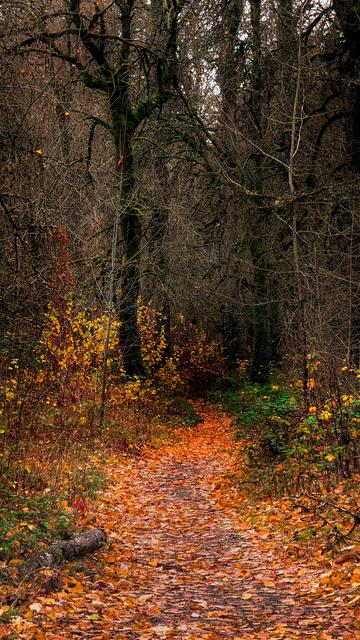 image of a forest path with orange leaves all on the path