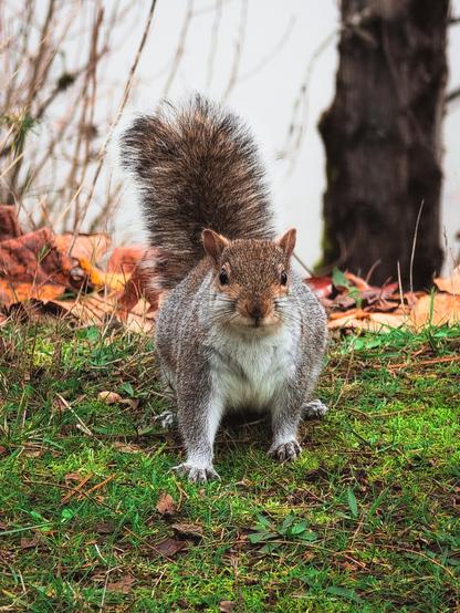 image of a squirrel looking at the camera