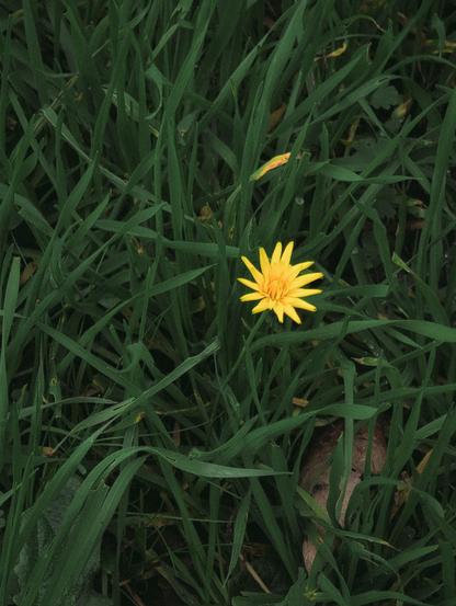 image of a dandelion and green grass