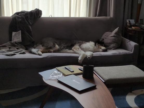 A large black, tan and white dog stretched out on a grey couch