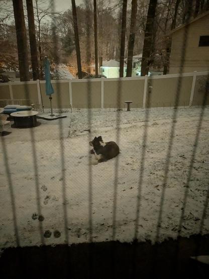 Through a black mesh screen door: a large black and white dog lying on snow