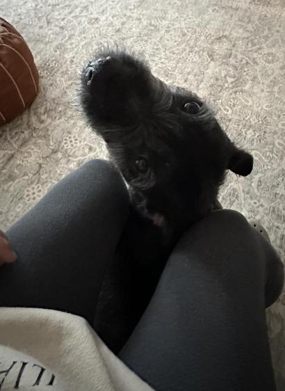 A black dog is looking up from between a person's legs, with a beige patterned rug in the background. The person's legs are covered by dark gray leggings, and part of a beige sweatshirt is visible.