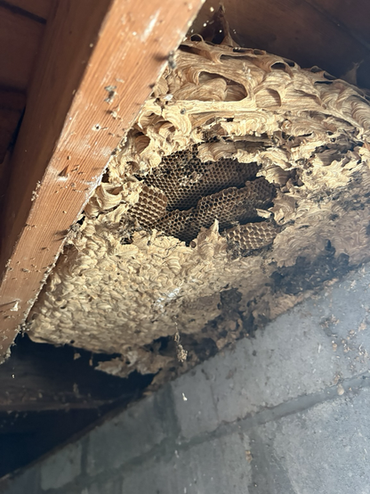 An old bees nest between a concrete brink wall and a wooden floor joist