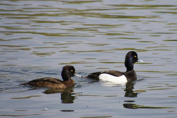 A female and male Tufted Duck swimming along side towards the right.