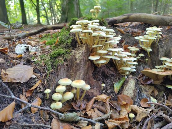 A large set of mushrooms resembles a little village on top of a tree stump. They're small yellow ones.