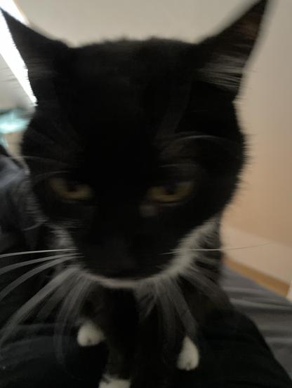 Unscharfes sehr nahes Bild einer schwarzen Katze