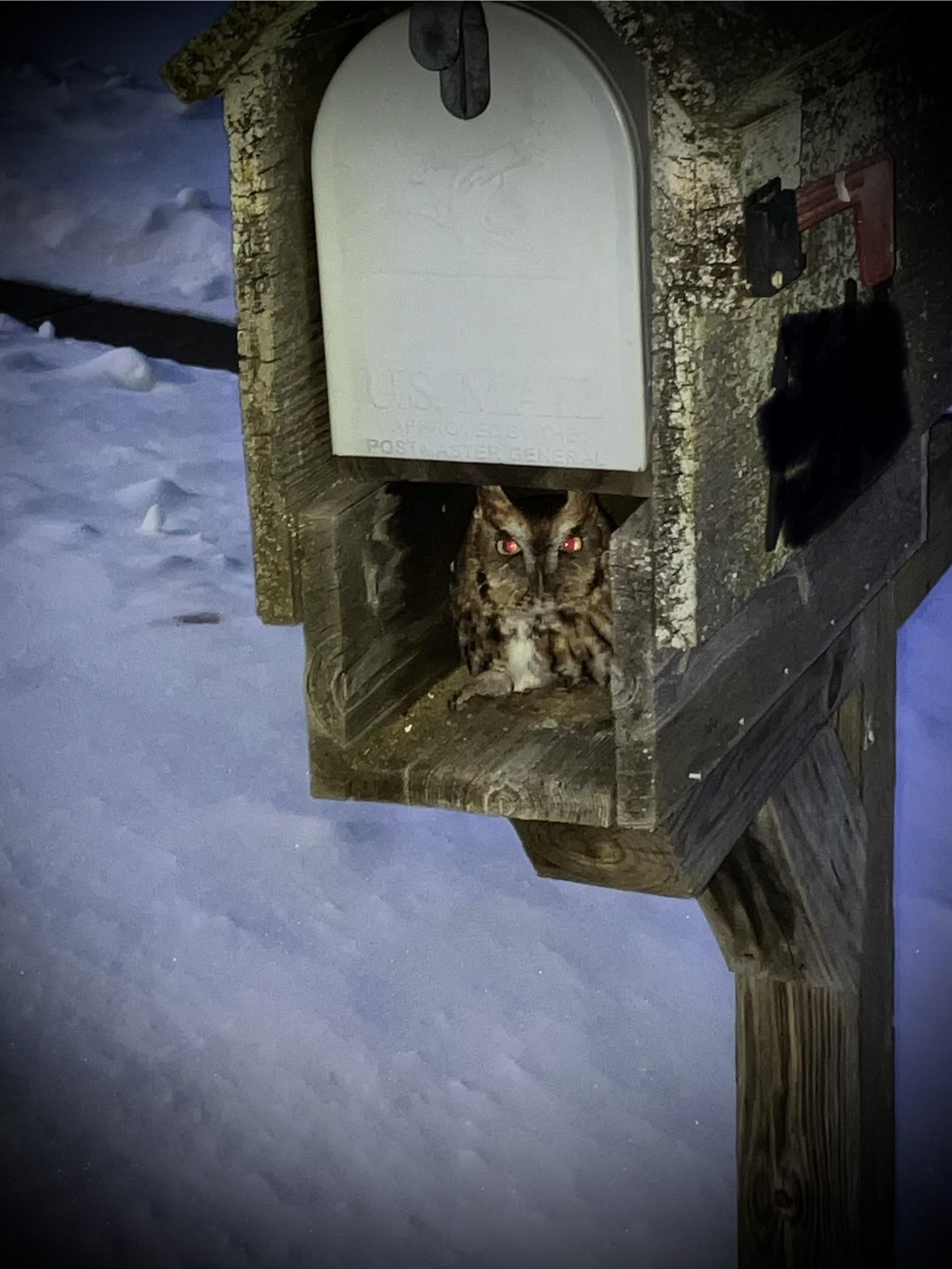 A small owl nestled in the wooden shelf below a residential mailbox, with a snowy yard behind it.