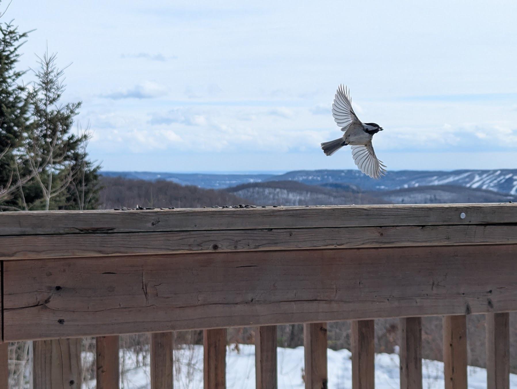 A bird flying with snow an mountains in the background