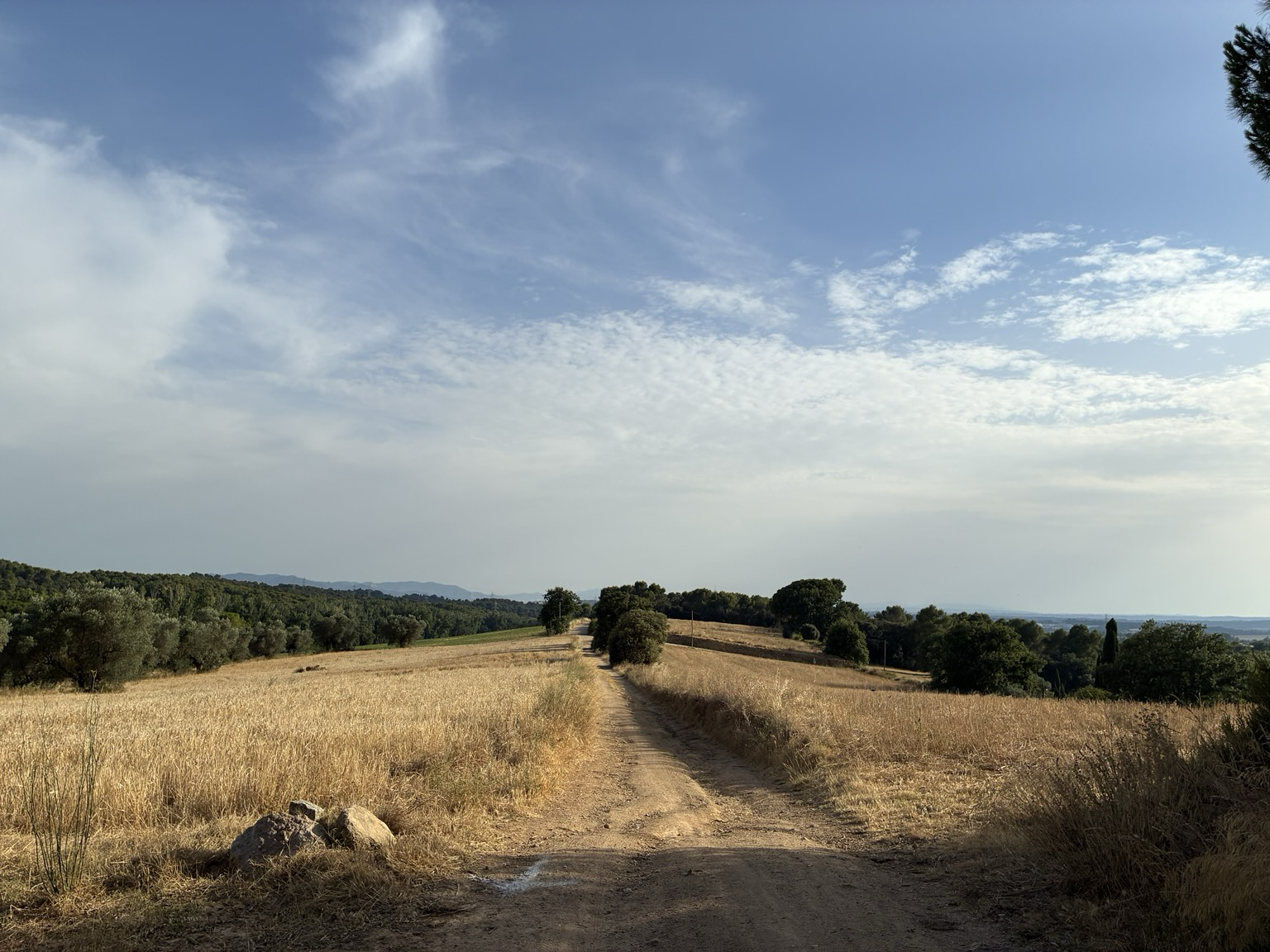 Camí entre camps de colza recol·lectats, groguencs. Es veuen uns núvols prims al cel i boscos al marge de la imatge.