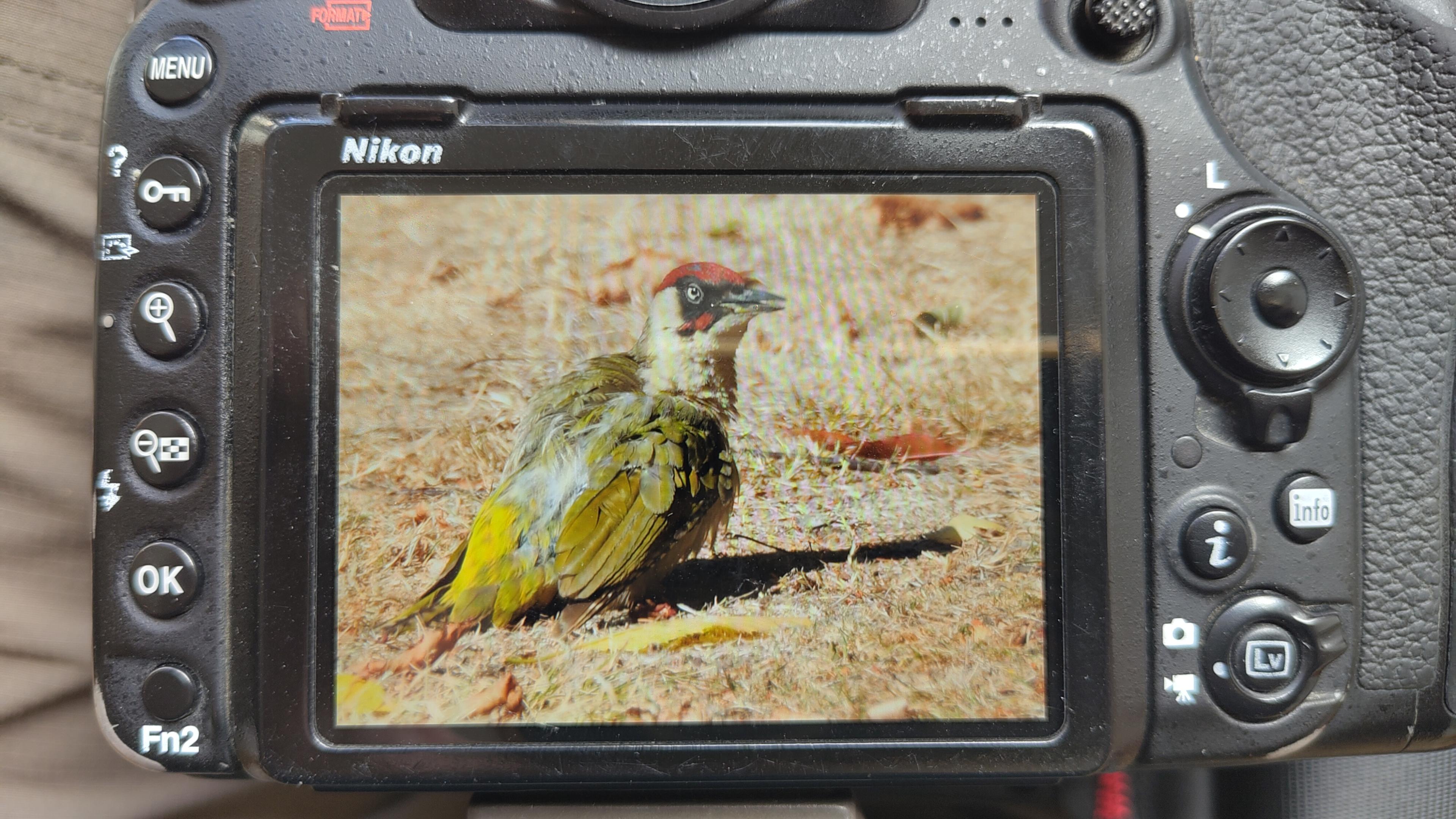 A Green Woodpecker on a camera screen.