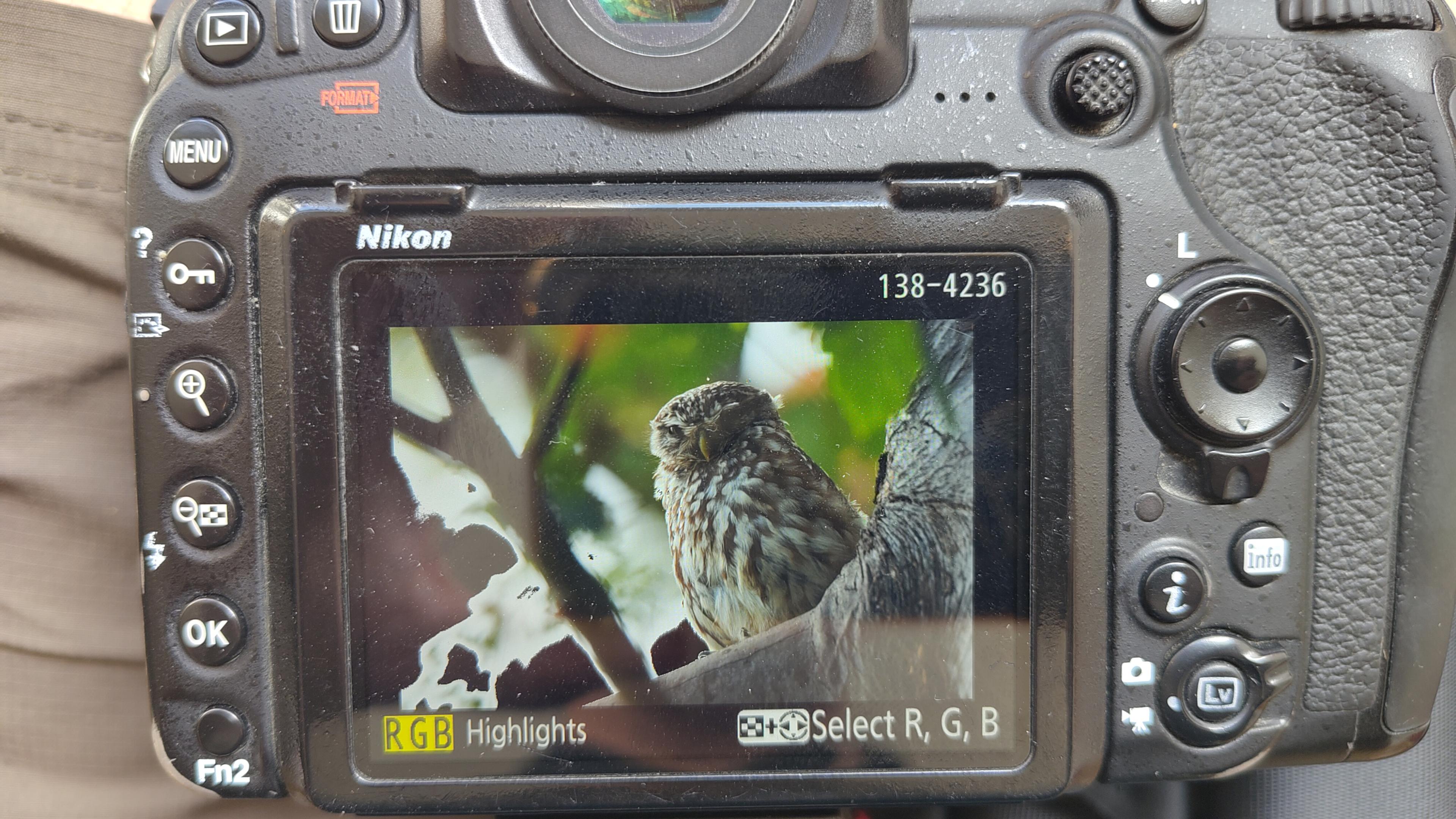 A Little Owl Owlet on a branch on a camera screen.